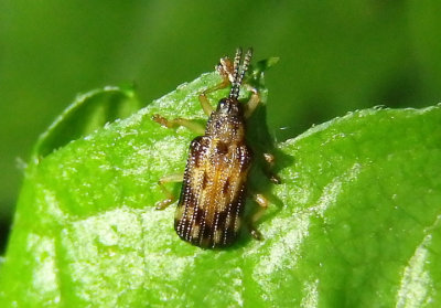 Sumitrosis inaequalis; Leaf Beetle species