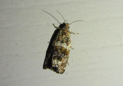 2812 - Olethreutes valdanum; Tortricid Moth species