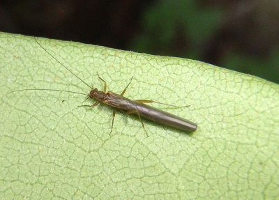 Leuctra Rolled-winged Stonefly species