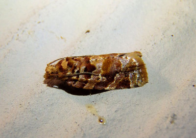 3603 - Argyrotaenia tabulana; Jack Pine Tube Moth