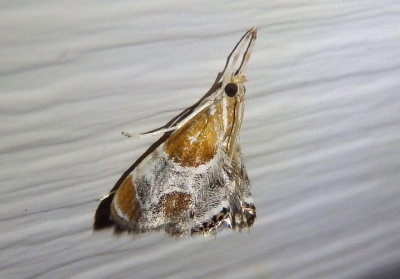 4896 - Chalcoela pegasalis; Pegasus Chalcoela Moth