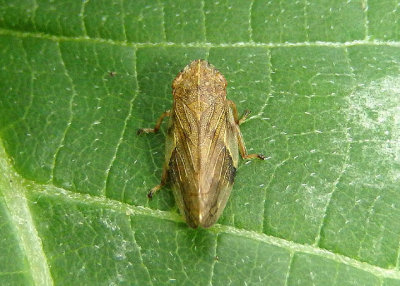 Aphrophora quadrinotata; Four-spotted Spittlebug