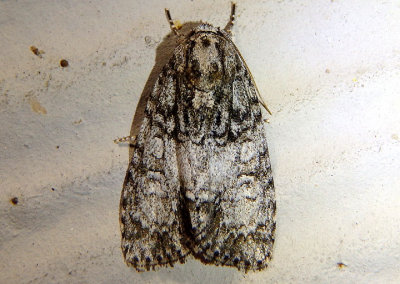 9251 - Acronicta retardata; Dagger Moth species