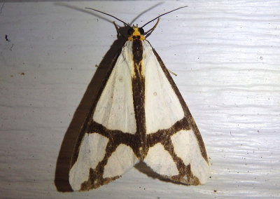 8110 - Haploa contigua; The Neighbor Moth