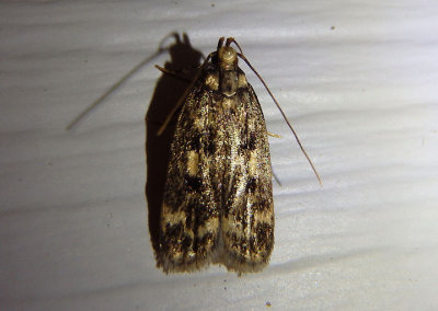 1065 - Martyringa latipennis; Concealer Moth species