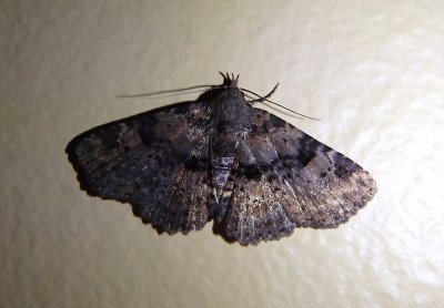 8500 - Metalectra quadrisignata; Four-spotted Fungus Moth