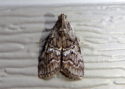 5606 - Pococera asperatella; Maple Webworm Moth
