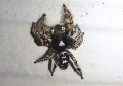 Phidippus putnami; Jumping Spider species; male