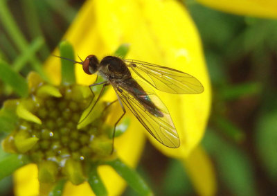 Empidigeron Bee Fly species