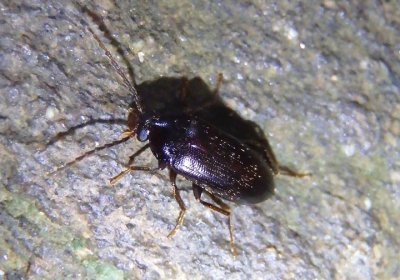 Hymenorus Comb-clawed Beetle species