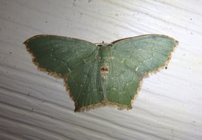 7075 - Chloropteryx tepperaria; Angle-winged Emerald Moth
