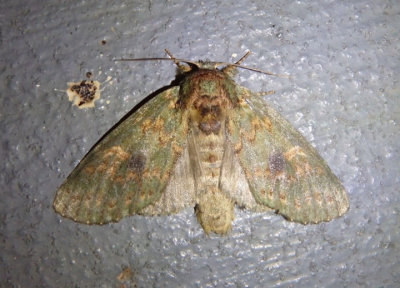 7995 - Heterocampa biundata; Wavy-Lined Heterocampa