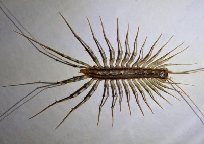 Scutigera coleoptrata; House Centipede; exotic