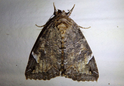 8719 - Euparthenos nubilis; Locust Underwing