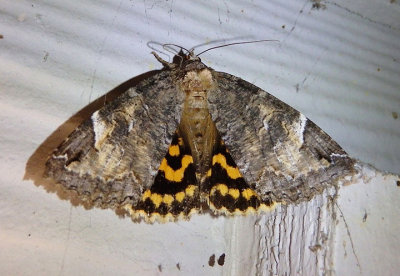 8719 - Euparthenos nubilis; Locust Underwing