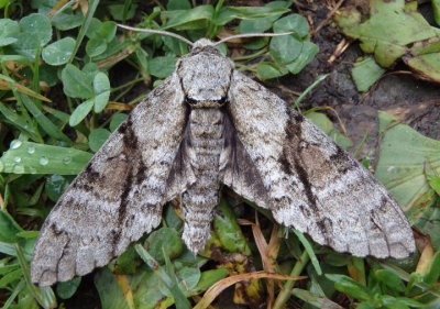 7783 - Manduca jasminearum; Ash Sphinx