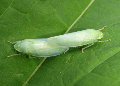 Gyponana Leafhopper species