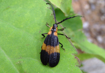 Calopteron reticulatum; Banded Net-wing