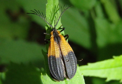 Caenia dimidiata; Net-winged Beetle species