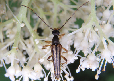 Analeptura lineola; Flower Longhorn species