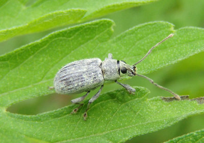 Cyrtepistomus castaneus; Asiatic Oak Weevil; exotic