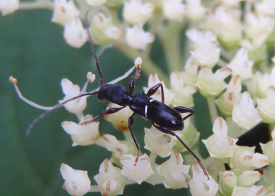 Euderces picipes; Longhorned Beetle species