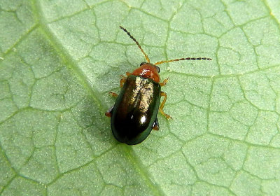 Lupraea picta; Flea Beetle species