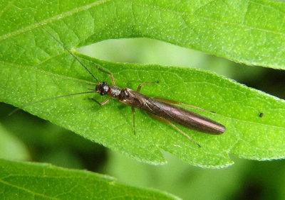 Leuctra Rolled-winged Stonefly species