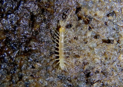 Lithobiomorpha Stone Centipede species; immature