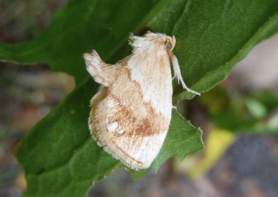 4659 - Packardia geminata; Jeweled Tailed Slug Moth