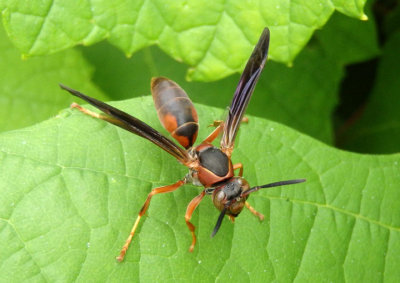 Polistes fuscatus; Northern Paper Wasp