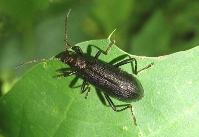 Arthromacra aenea; Darkling Beetle species
