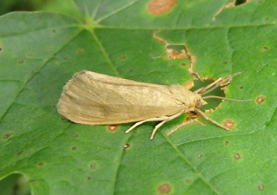 8114-8125 - Virbia Tiger Moth species