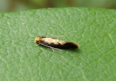 0400 - Tinea mandarinella; Clothes Moth species