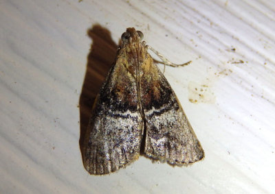 5608 - Pococera expandens; Double-humped Pococera Moth
