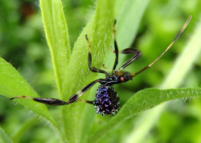 Acanthocephala terminalis; Leaf-footed Bug species nymph 