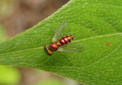 Condylostylus caudatus complex; Long-legged Fly species; female