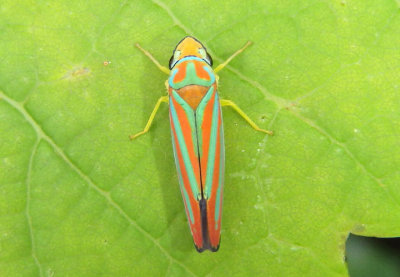 Graphocephala Sharpshooter species