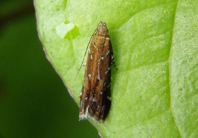 2253 - Strobisia iridipennella; Iridescent Strobisia Moth