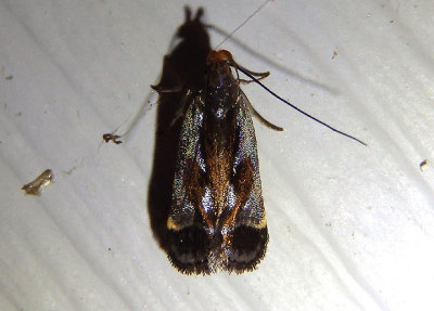 2289 - Dichomeris ochripalpella; Shining Dichomeris