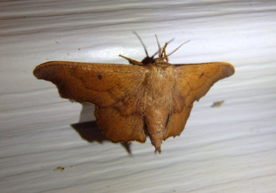 7659 - Lacosoma chiridota; Scalloped Sack-bearer; female