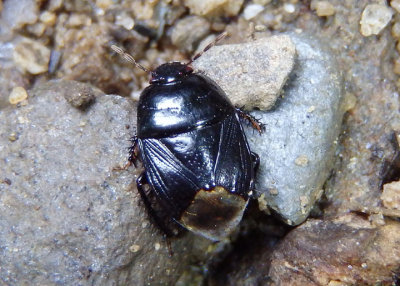 Pangaeus bilineatus; Burrowing Bug species