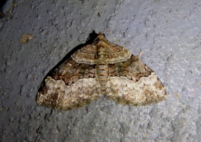 7390 - Xanthorhoe lacustrata; Toothed Brown Carpet