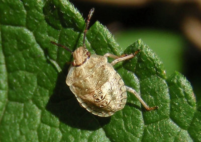 Euschistus Stink Bug species; late instar