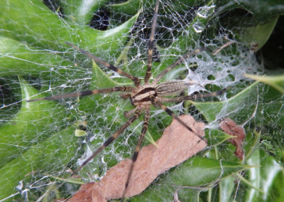 Agelenopsis naevia; Eastern Funnelweb Spider; male