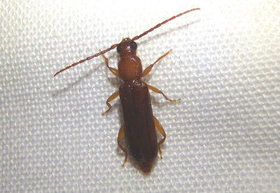 Smodicum cucujiforme; Long-horned Beetle species