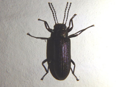 Strongylium crenatum; Darkling Beetle species