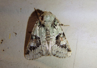 10414 - Lacinipolia implicata; Implicit Arches Moth