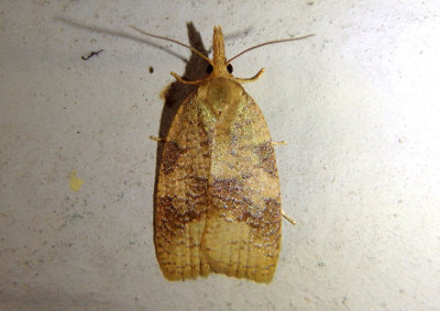 3724 - Cenopis saracana; Tortricid Moth species