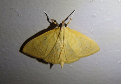 4973.1 - Ecpyrrhorrhoe puralis; Crambid Snout Moth species; exotic